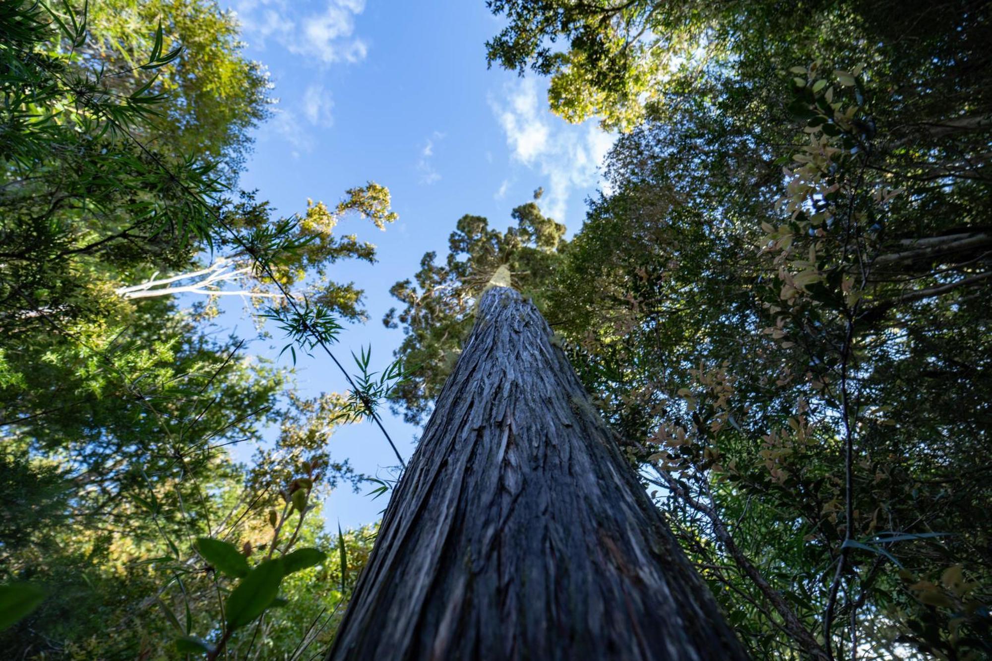 ホテル Parque La Pajarera プエルト・バラス エクステリア 写真